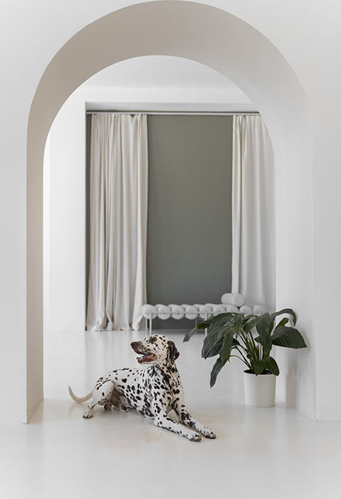 A Dalmatian lounging in a modern, minimalist interior with white walls